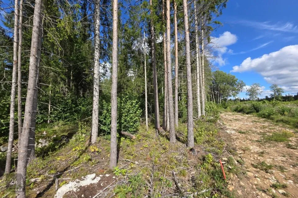 Maatulundusmaa, 42044 m² Maa - Lääne-Harju vald, Ohtu küla - foto 5