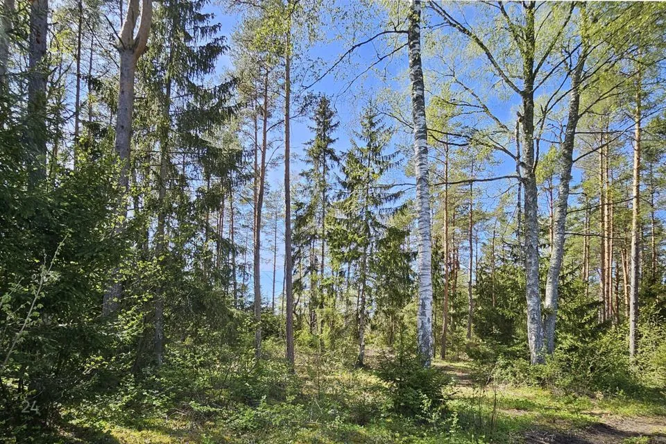 Maatulundusmaa, 64263 m² участок в Lääne-Nigula vald, Rooslepa küla / Roslep - фото 3