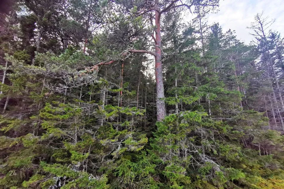 Elamumaa, 12495 m² Maa  -  Lääne-Harju vald, Keibu küla - foto 5