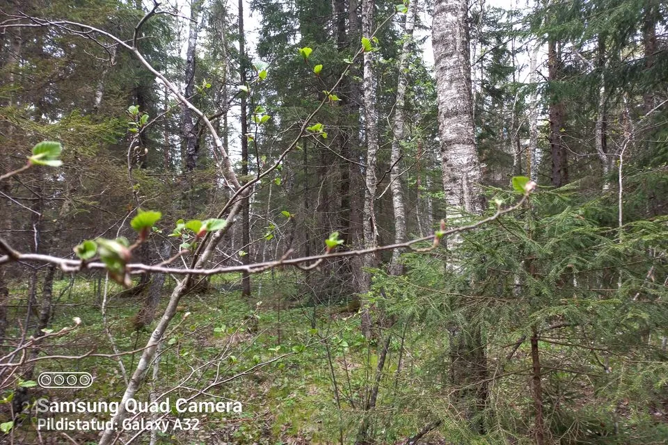 Maatulundusmaa, 52100 m² участок в Saue vald, Maidla küla