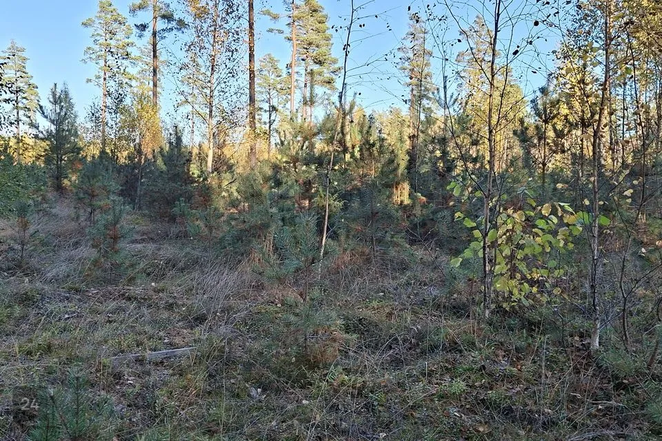 Elamumaa, 4504 m² Maa  -  Lääne-Nigula vald, Paslepa küla / Pasklep - foto 4